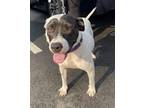 Adopt Ava a White American Staffordshire Terrier / Mixed dog in Charleston