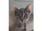 Adopt MARCY a Domestic Shorthair / Mixed (short coat) cat in Sandusky