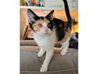 Adopt Zamora ($31) a Domestic Shorthair / Mixed (short coat) cat in Bryan