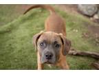 Adopt Cole a Brown/Chocolate Hound (Unknown Type) dog in Warner Robins
