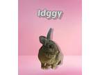 Adopt Idggy a Agouti Mini Rex (short coat) rabbit in Williston, FL (33832473)