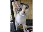 Adopt Raina a Domestic Shorthair cat in East Greenville, PA (38387273)