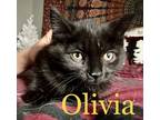 Adopt Olivia a All Black Domestic Shorthair cat in East Greenville