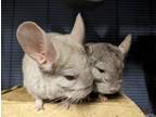 Adopt Dibbs & Peeps a Chinchilla small animal in Montclair, CA (38382109)
