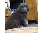 Newfoundland Puppy for sale in Neosho, MO, USA