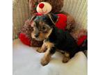 Yorkshire Terrier Puppy for sale in Cape Coral, FL, USA
