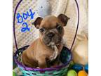 French Bulldog Puppy for sale in Duncan, OK, USA