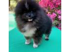 Pomeranian Puppy for sale in Bucyrus, OH, USA
