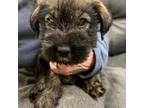 Mini Whoodle (Wheaten Terrier/Miniature Poodle) Puppy for sale in Boise, ID, USA