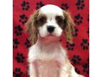 Cavalier King Charles Spaniel Puppy for sale in Rudolph, OH, USA