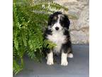 Mutt Puppy for sale in Millerstown, PA, USA