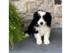 Mutt Puppy for sale in Millerstown, PA, USA