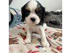 Cavalier King Charles Spaniel Puppy for sale in Arlington, MN, USA