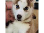 Siberian Husky Puppy for sale in Thomasville, GA, USA