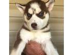 Siberian Husky Puppy for sale in Thomasville, GA, USA