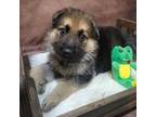 German Shepherd Dog Puppy for sale in Spartanburg, SC, USA