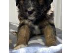 Aussiedoodle Puppy for sale in Bardwell, KY, USA