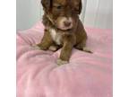 Aussiedoodle Puppy for sale in Bardwell, KY, USA