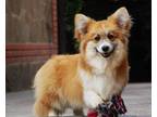 Pembroke Welsh Corgi Puppy for sale in Murray, UT, USA