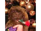 Shih Tzu Puppy for sale in Lavaca, AR, USA