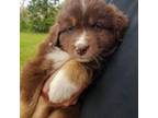 Australian Shepherd Puppy for sale in Bremen, GA, USA