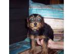 Mutt Puppy for sale in Gresham, WI, USA