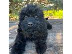 Cock-A-Poo Puppy for sale in Eldridge, IA, USA