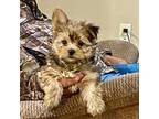 Yorkshire Terrier Puppy for sale in Pulaski, MS, USA