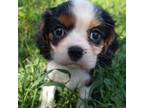 Cavalier King Charles Spaniel Puppy for sale in Arroyo Grande, CA, USA