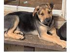 Henry German Shepherd Dog Puppy Male