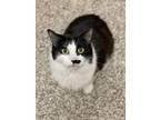 Tippy Domestic Shorthair Adult Female