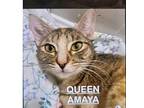 Queen Amaya Domestic Shorthair Adult Female