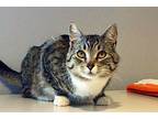Ricky Domestic Shorthair Young Male