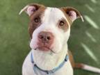 Donatello American Pit Bull Terrier Adult Male