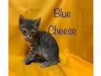 Bleu Cheese Domestic Shorthair Young Male