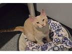 Opie Domestic Shorthair Kitten Male