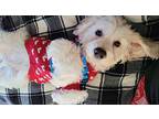 Bruno. ADOPTED Cavachon Puppy Male