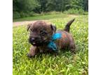 Turquoise Collar Male