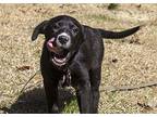 Baby Bear Labrador Retriever Puppy Male