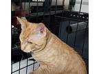 Gulliver Domestic Shorthair Kitten Male