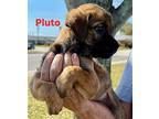 Pluto Shepherd (Unknown Type) Puppy Male