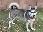 Pepper Husky Adult Female