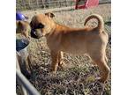 Reed Black Mouth Cur Puppy Male
