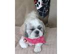 Leonard. ADOPTED Lhasa Apso Young Male