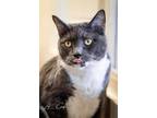 Flossy Domestic Shorthair Adult Female