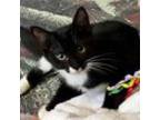 Murray Domestic Shorthair Young Male