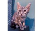 Darla Domestic Shorthair Kitten Female