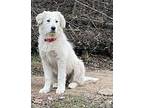 Candi Great Pyrenees Puppy Female