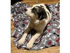 Kyla Australian Shepherd Puppy Female