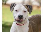 Tibalt (Cocoa Adoption Center) American Pit Bull Terrier Adult Male